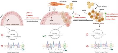 The Interplay Between Prostate Cancer Genomics, Metabolism, and the Epigenome: Perspectives and Future Prospects